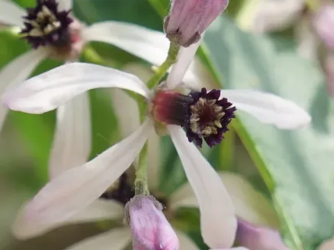 Chinaberry tree