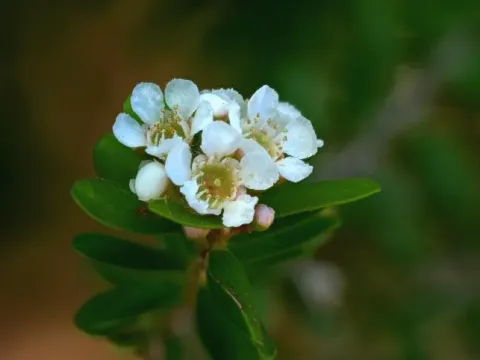 Triplarina