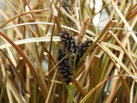 Carex petriei