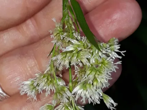 Canary wood-rush