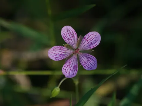 Yoshino geranium