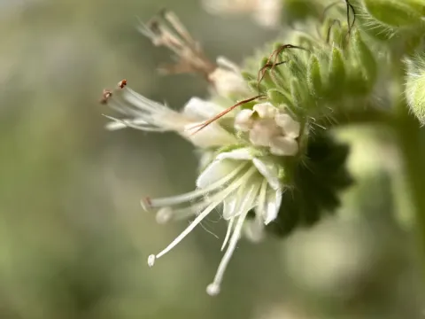 Imbricate phacelia