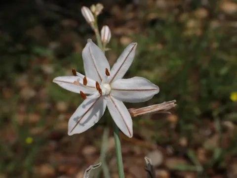 Asphodelus ayardii