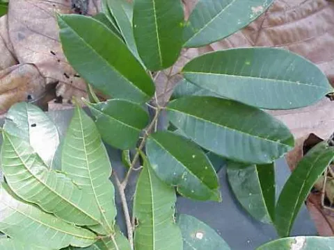 Canarium oleosum