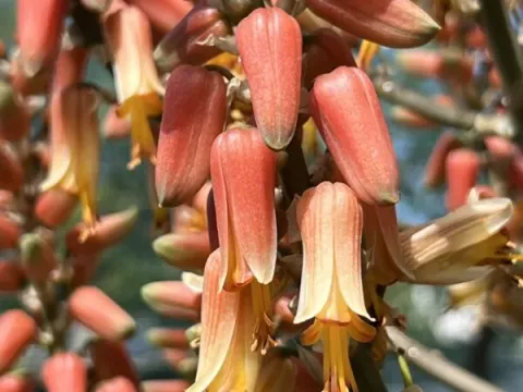 Aloe sabaea