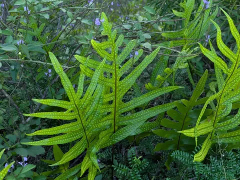 Phymatosorus grossus