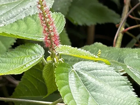 Acalypha ornata
