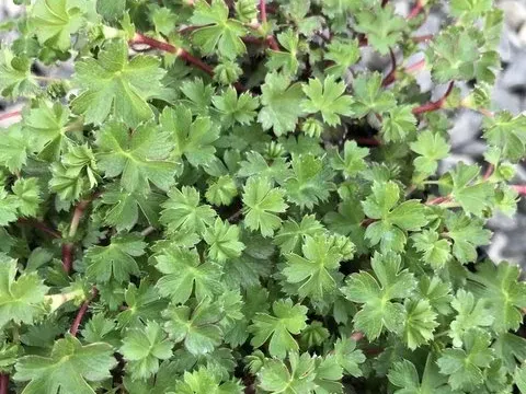 Alchemilla ellenbeckii