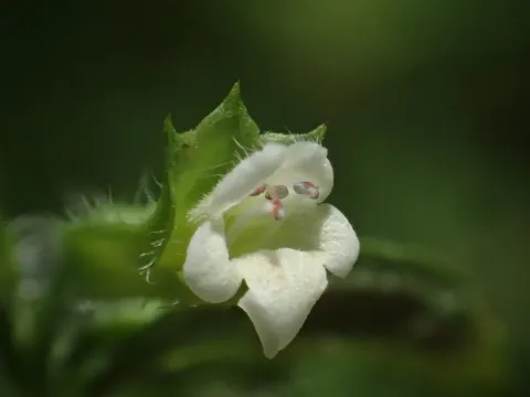 Мелисса лекарственная