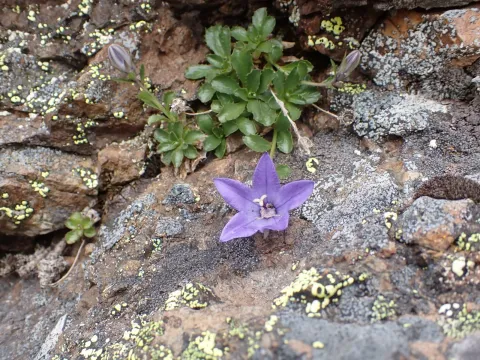 Piper's Bellflower