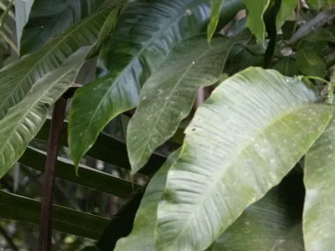 Epipremnum amplissimum