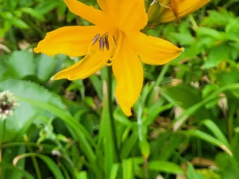 Middendorff's daylily