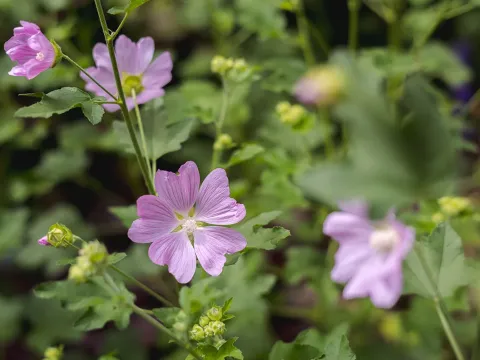 Kashmir mallow