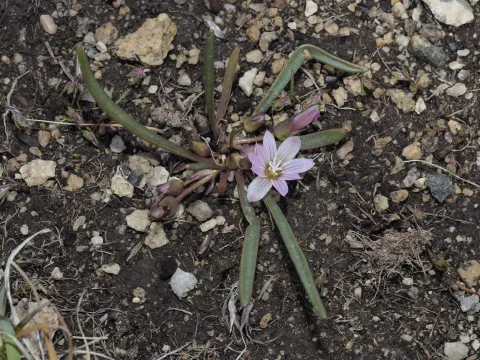 Pygmy lewisia