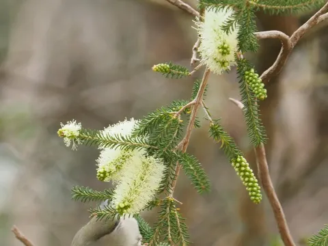 Melaleuca microphylla