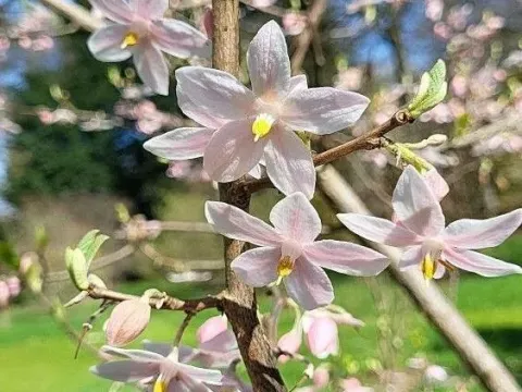 Melliodendron