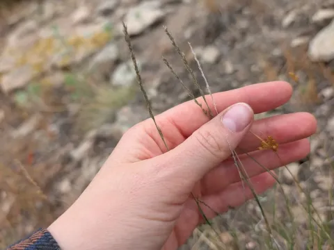 Muhlenbergia wrightii