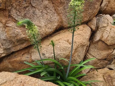 Albuca pulchra