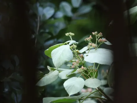 Melochia