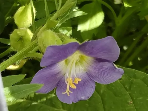 Polemonium grandiflorum