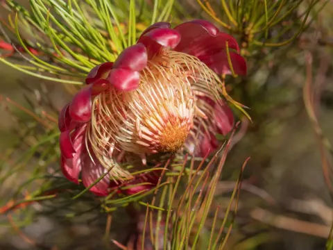 Protea pityphylla