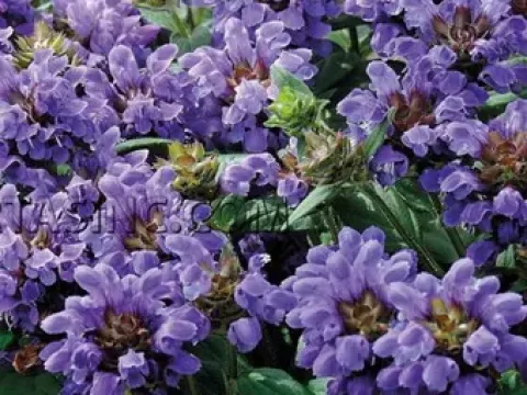 Webb's self-heal