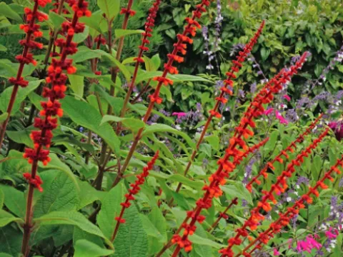 Red velvet sage