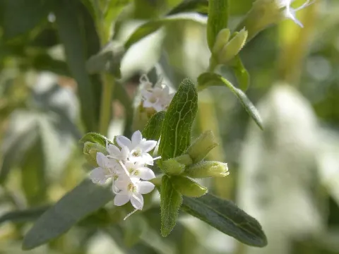 Stevia collina