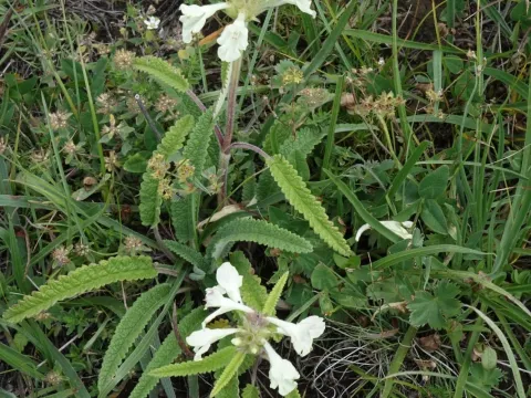 Betonica nivea