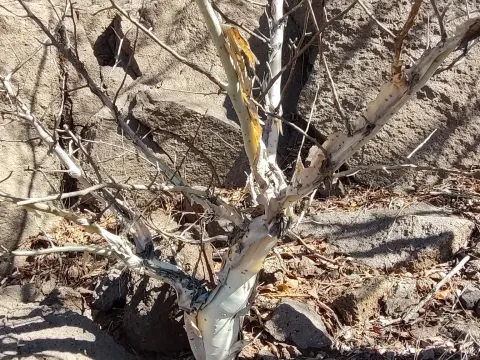 Fragile bursera