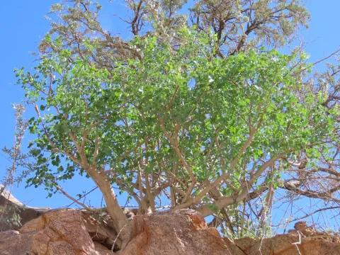 Commiphora saxicola