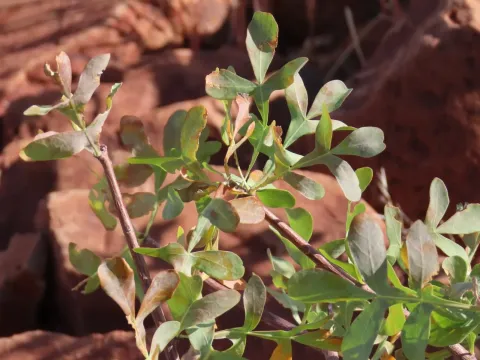 Commiphora wildii
