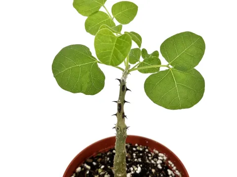 Erythrina melanacantha