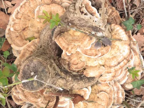Giant polypore