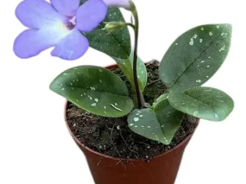 Михаэльмюллерия