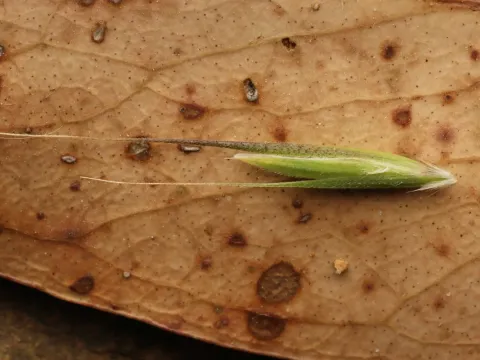 Microlaena