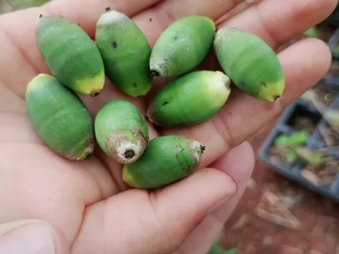 Lytocaryum