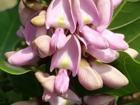 Millettia