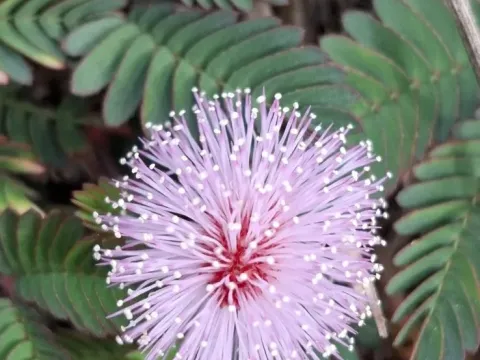 Mimosa