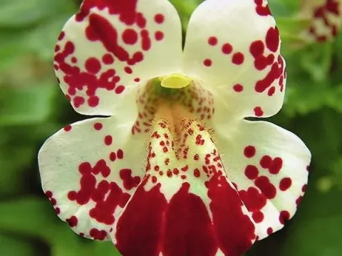Monkeyflower