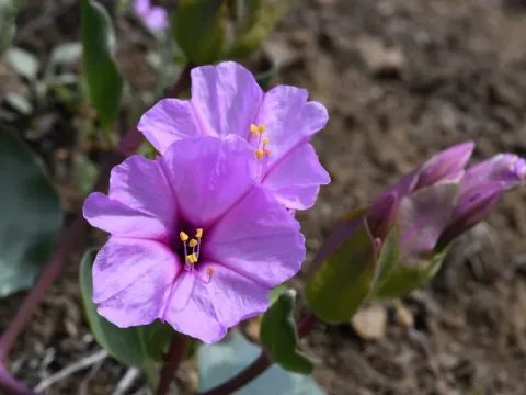 Mirabilis