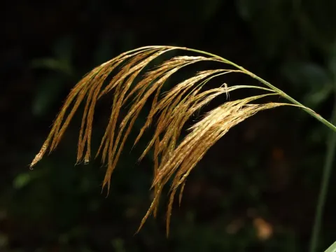 Nepal silver grass