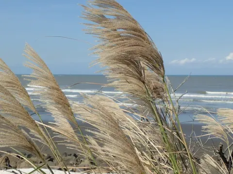 Miscanthus x Tripsacum
