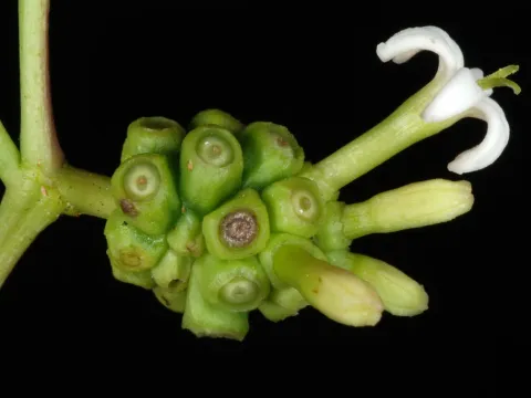 Morinda
