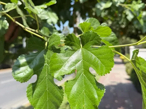 Mulberry