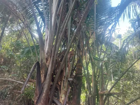 Sago palm