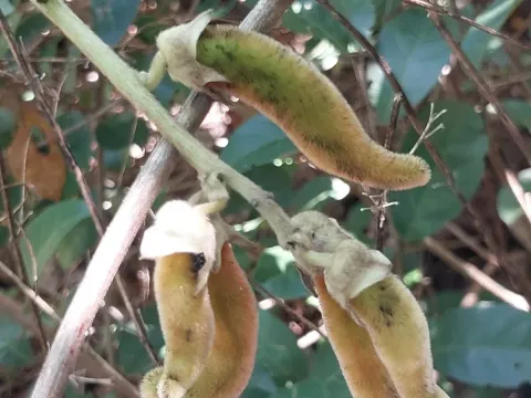 Velvet bean