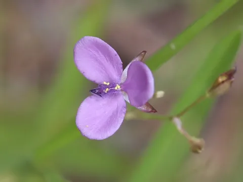 Мурданія