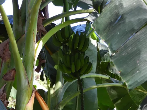 Banana