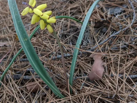 Grape hyacinth